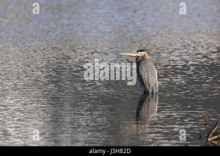 Grand Héron / Kanadareiher ( Ardea herodias ) en hiver, debout, se reposant dans une eau peu profonde, Grand Teton National Park, Wyoming, USA. Banque D'Images