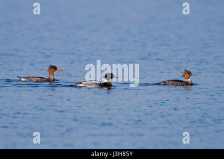 Red-breasted merganser piscine sur la mer, le Parc National de Brijuni Banque D'Images