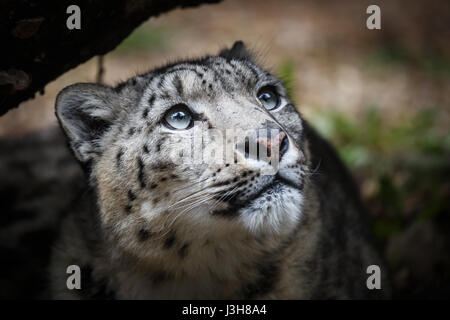 Face portrait de snow leopard - Irbis (Panthera uncia) Banque D'Images