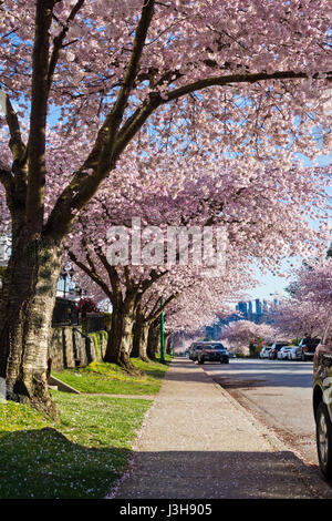 Rue résidentielle à Burnaby, C.-B. avec la floraison des cerisiers d'ornement rose. Cerisiers en fleurs dans la région métropolitaine de Vancouver au printemps. Banque D'Images