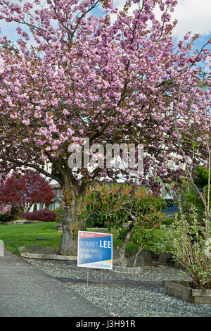 Affiche électorale pour titulaire libéral Richard Lee (in British Columbia's élection provinciale 2017) avec blossoming cherry tree in Burnaby Neighbourhood. Banque D'Images