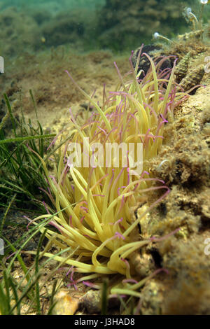 Anemone de Snakelocks de la mer Adriatique dans le parc national de Brijuni, Croatie Banque D'Images