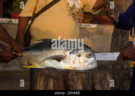 Certains pêcheurs avec un poisson qui ont juste pêché, Taganga, Santa Marta Banque D'Images