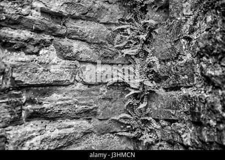 Vieux murs construit avec le grès rouge de la Weser, château, Krukenburg Helmarshausen, Bad Karlshafen, Hesse, Germany, Europe Banque D'Images