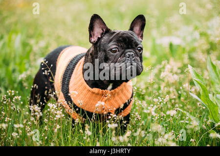 Jeune Noir Bouledogue français chien dans l'herbe verte, à l'extérieur du parc Banque D'Images