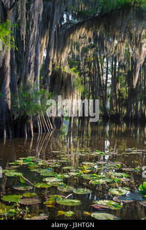 Scenic matin vue sur le bayou entouré de cyprès chauve au marais du lac Caddo, Texas Banque D'Images