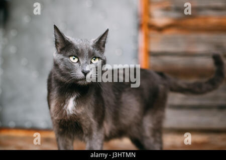 Portrait de chat bleu russe chaton aux yeux verts sur fond Maison Rustique Vieux Village Banque D'Images