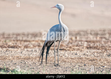 L'Blue Crane, Grus paradisea, est une espèce d'oiseau endémique de l'espèce l'Afrique australe. Il est l'oiseau national de l'Afrique du Sud Banque D'Images