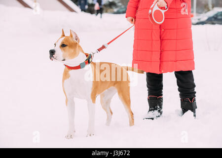 Beau chien American Staffordshire Terrier debout dans la neige près de femme pieds à jour d'hiver Banque D'Images