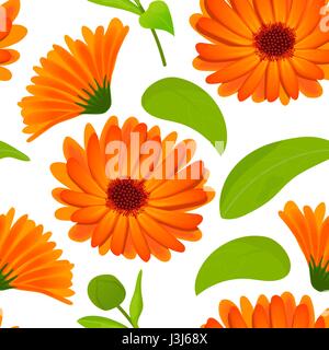 Modèle sans couture. Calendula Fleurs avec des feuilles isolées sur fond blanc Illustration de Vecteur