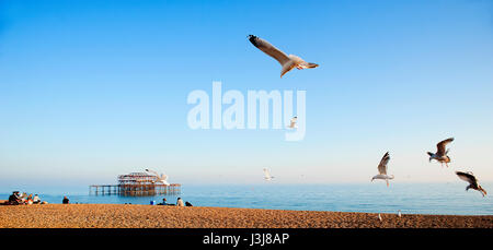 A Flock of seagulls vole au-dessus de la plage de Brighton sur la côte sud de l'Angleterre avec les ruines de la célèbre jetée de l'Ouest dans l'arrière-plan. Banque D'Images