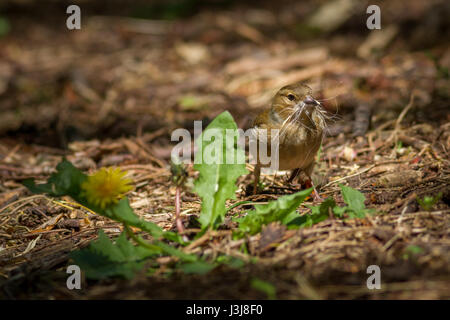 La faune UK : chaffinch collecte des poils de chien pour un nid, Yorkshire Banque D'Images