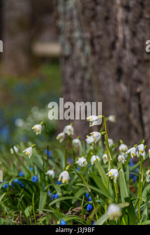 Perce-neige (Galanthus plicatus) sur le parterre de la forêt au printemps l'arrière-plan flou Banque D'Images