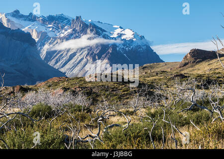 Arbres morts dans le Parc National Torres del Paine, Chili Banque D'Images