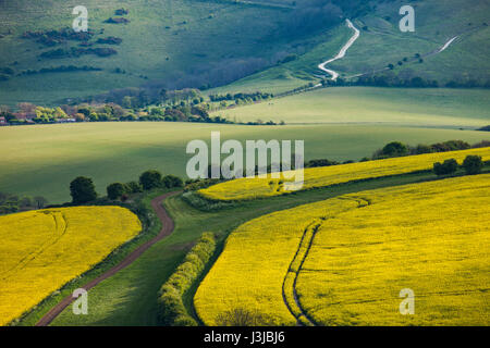 Après-midi de printemps dans le parc national des South Downs, East Sussex, Angleterre. Banque D'Images