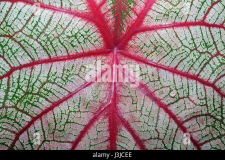 Feuilles Caladium bicolor plante tropicale, l'oreille de l'éléphant Banque D'Images