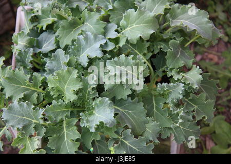 Chou Kale plante des semis. Kale Vates froissé bleu Banque D'Images