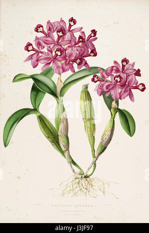 Guarianthe skinneri, également connu sous le nom de Cattleya skinneri, est une espèce d'orchidée originaire du Mexique et du Guatemala. Il est connu pour ses fleurs frappantes et est la fleur nationale du Costa Rica. Cette illustration de Bateman remonte à 1838. Banque D'Images