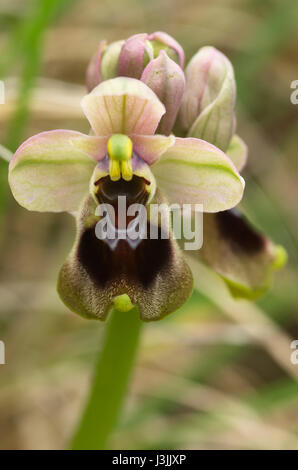 La tenthrède du sauvage de couleur claire Orchid (Ophrys tenthredinifera) gros plan de la fleur. Le cap Espichel, Portugal. Banque D'Images