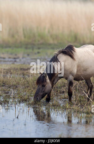 Poney Konik, seul adulte se nourrit de roselière, Minsmere, Suffolk, UK Banque D'Images