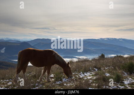 Un cheval rétroéclairé, mange de l'herbe, au sommet d'une montagne, avec quelques montagnes brumeuses et lointain sur l'arrière-plan Banque D'Images