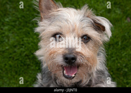 Chien yorkshire terrier de Norfolk cross Banque D'Images