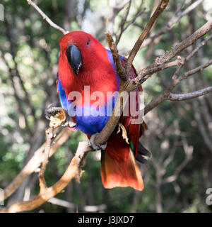 Perruche rouge sur une branche Banque D'Images