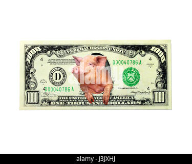 Pig donne de mille dollar note au lieu du président américain isolé sur le livre blanc Banque D'Images