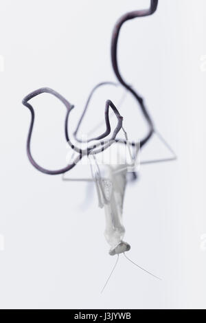 Albino praying mantis accroché sur des rameaux séchés Banque D'Images