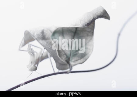 Albino praying mantis accroché sur des rameaux séchés Banque D'Images
