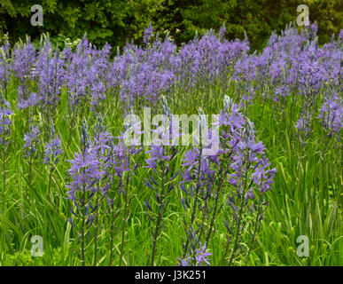 Camassia lily est un genre de plantes de la famille des asperges indigènes au Canada et aux États-Unis.Les autres noms : camas, quamash, jacinthe, Indien Banque D'Images