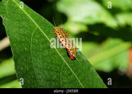 De couleur brun-rouge ramper caterpillar avec beaucoup de jambes en haut de feuille verte dans la journée. Banque D'Images