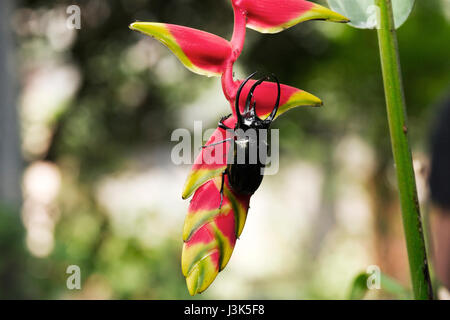 Homme du scarabée rhinocéros, Rhino beetle marcher sur une branche du fleur rouge. Banque D'Images