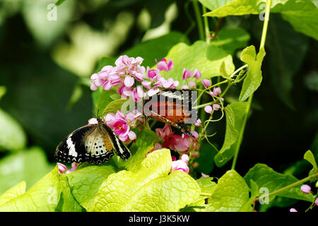 Close-up de deux papillons une orange noir et blanc couleur jaune une fois assis sur une fleur rose manger son nectar. Banque D'Images