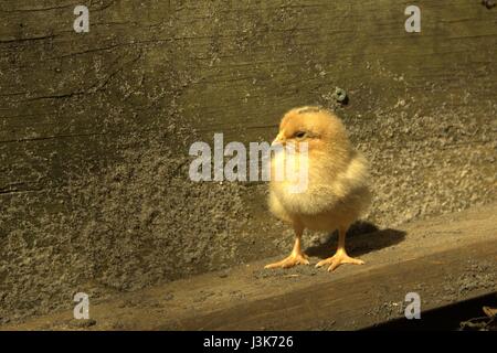 Un Poussin dans la cour à trois jours Banque D'Images
