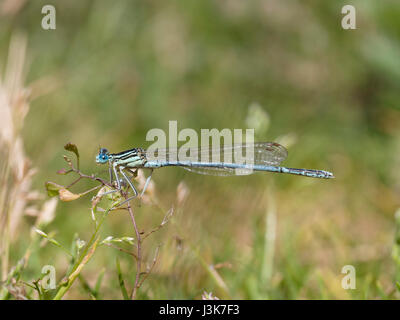 White-pattes Platycnemis pennipes libellule, Banque D'Images