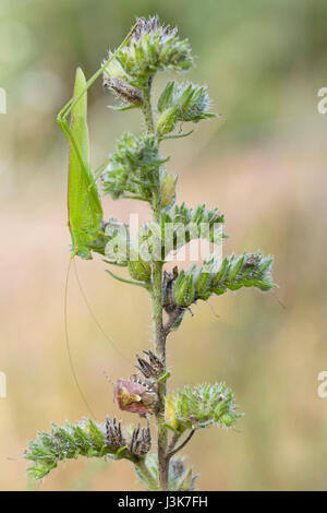 Le longicorne sauterelle (Phaneroptera falcata) Banque D'Images