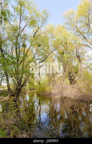 Journée de printemps agréable et calme près de la rivière Dniepr. Les jeunes feuilles sont vert croissant sur les arbres sous un soleil tiède Banque D'Images