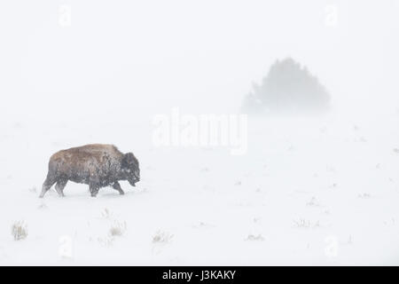 Bison d'Amérique ( Bison bison ) dans des conditions hivernales difficiles, blizzard, en marchant le long de la poudrerie, NP Yellowstone (Wyoming). Banque D'Images