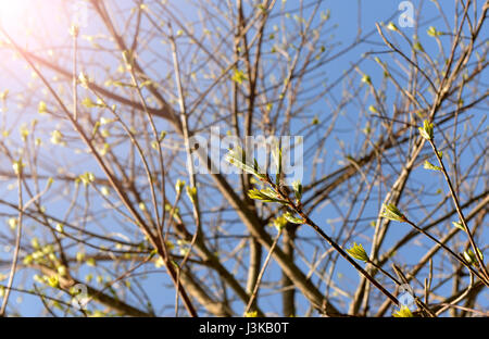 Élargir et de feuillages en fleurs grand arbre photo avec extérieure bien l'éclairage. Banque D'Images