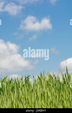 Les pousses d'herbe verte fraîche ciel bleu - métaphore pour 'grass' paroles - 'ne pas laisser pousser l'herbe sous vos pieds, 'La Tête dans les nuages", la croissance économique. Banque D'Images