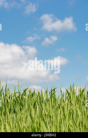 Les pousses d'herbe verte fraîche ciel bleu - métaphore pour 'grass' paroles - 'ne pas laisser pousser l'herbe sous vos pieds, 'La Tête dans les nuages", la croissance économique. Banque D'Images