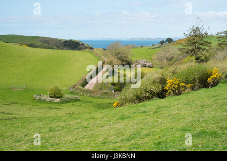 L'espoir des terres agricoles à Barton vers Hope Cove, Kingsbridge, dans le sud du Devon, Angleterre, Royaume-Uni. Banque D'Images