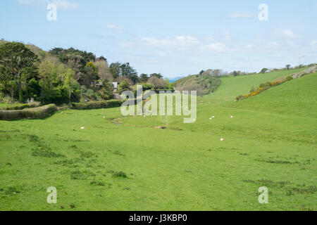 L'espoir des terres agricoles à Barton vers Hope Cove, Kingsbridge, dans le sud du Devon, Angleterre, Royaume-Uni. Banque D'Images