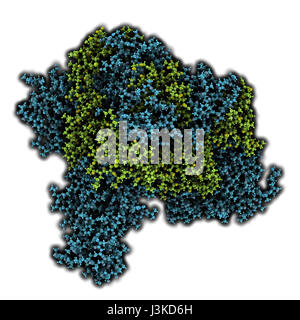 Virus Ebola glycoprotéine (GP), structure moléculaire. Se produit comme des pointes sur le virus ebola ; surface cible pour le développement de vaccins. Montré que les atomes de sphères. E Banque D'Images