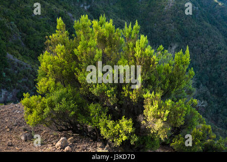 Bruyère (Erica canariensis anciennement Erica arborea) sur la falaise géante de Fuga de Gorreta, Mirador de Jinama, El Hierro, îles Canaries Banque D'Images