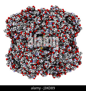 Globules rouges humains catalase. Cellule protège contre les dégâts causés par les espèces réactives de l'oxygène (ROS). Montré que les atomes de sphères de couleur. Banque D'Images