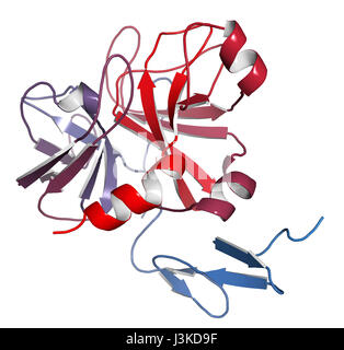 Le facteur Xa de la coagulation du sang. Jouent un rôle dans la coagulation et la thrombose. Modèle de dessin animé ; N-à-gradient C coloration. Banque D'Images