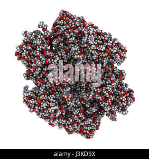 Facteur XIII de coagulation (FXIII, sous-unités), une structure moléculaire. Après l'activation de la fibrine de liaisons transversales à FXIIIa par la thrombine. Montré que les atomes un code de couleur Banque D'Images