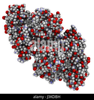 Type III de la fibronectine (Irisin domain-containing protein 5) de protéines. Myokine indiqué pour favoriser la conversion du blanc au brun le tissu adipeux. Montré que les atomes de co Banque D'Images